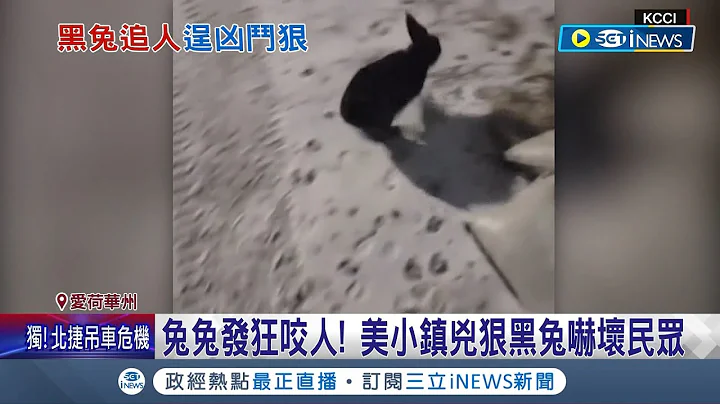 可爱兔兔竟也会发狂乱咬人! 美小镇惊见"恶名昭彰"凶狠黑兔 发狂咬人成攻击惯犯还成惊悚片题材 小孩被迫打狂犬病疫苗｜记者 姚怀真｜【国际局势】20230512｜三立iNEWS - 天天要闻