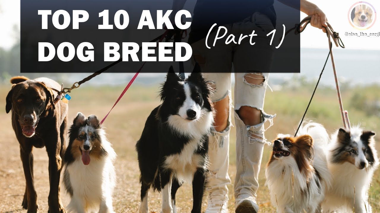 Top 10 AKC Dogs Part 1 YouTube