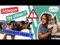 Chien agressif en balade  comment ragir et sauver ton chien 