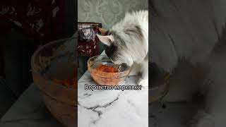 Воровство моркови #юмор #прикол #кошка #кошки #кот #котики #юмор