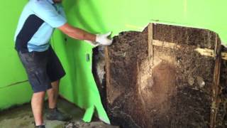 Forensic Pest Management Services discovers a massive termite nest in a wall cavity