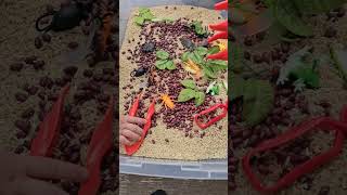 Bug Sensory Bin #shorts