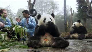 The kindergarten: snack time - Wild about Pandas - BBC One
