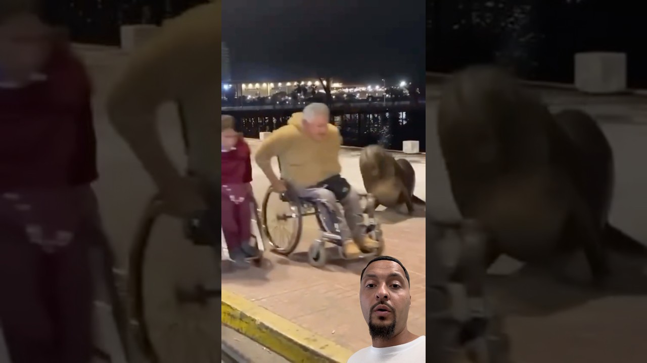 Тюлень гоняется за людьми