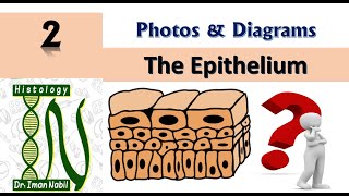 Practical Epithelium- Diagrams and photos