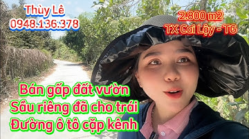 T176🍀 Bán rẻ đất vườn trồng sầu riêng 7 năm tuổi cặp kênh đường ô tô 2.800m2 tại TX Cai Lậy, TG