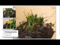 DIY: Frühlingsdeko für drinnen oder draußen. Narzissen, Tulpen und Co im Birkennest🌷 / Deko Jana
