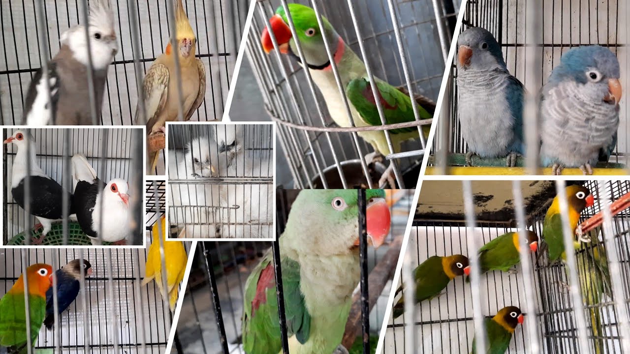 Visit Sadiqabad Birds Market||Usman Exotic Birds