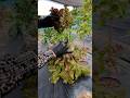 Easily pick these vegetable leaves at once