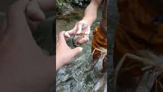 Catching fresh water prawns