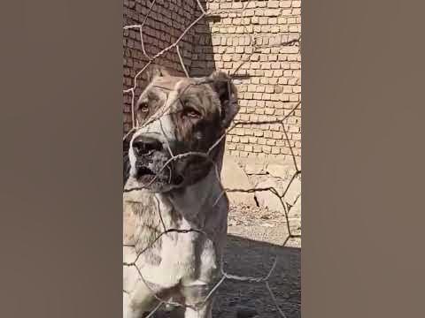سگ خراسانی Khorasani dog - YouTube