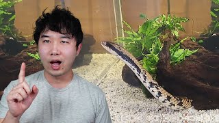 wait that's not an eel... | Fish Tank Review 212