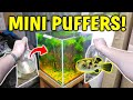 Adding MINI PUFFER FISH To Planted Aquarium! | W/ Pea Puffer Care Guide |