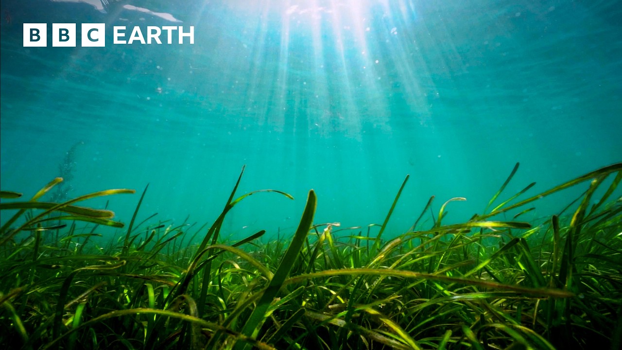 The Incredible Power of Seagrass | Speed & Scale