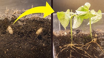 Bean Time-Lapse - 7 days | Soil cross section