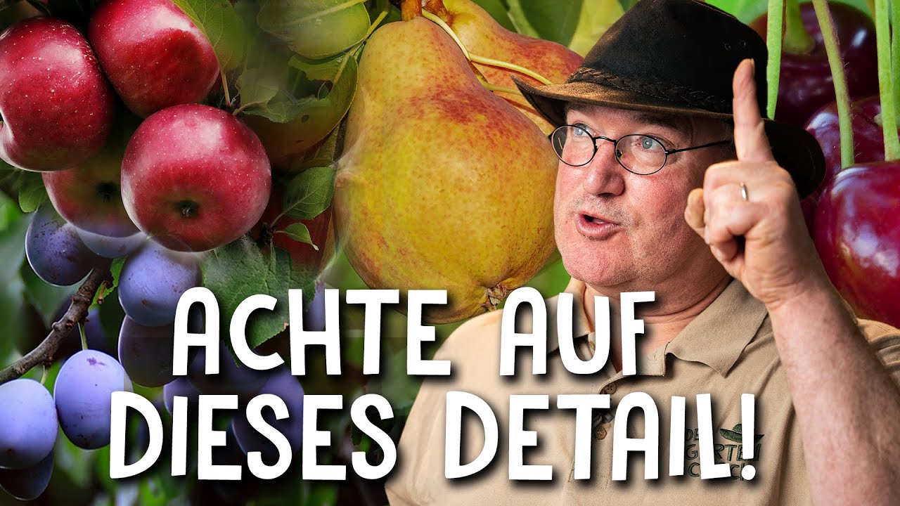 Obstbaum im Kbel halten  - nur so kommen Frchte an deinen Baum