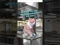 do not UNDERESTIMATE the chop bowls importance #funny #hospitality #chef #cheflife
