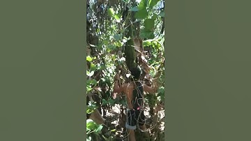 How to cut banana tree