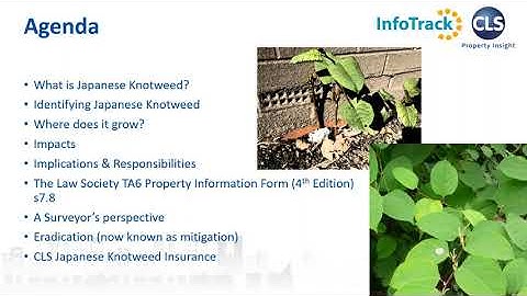 Webinar: Japanese knotweed and property purchases with CLS Property Insight