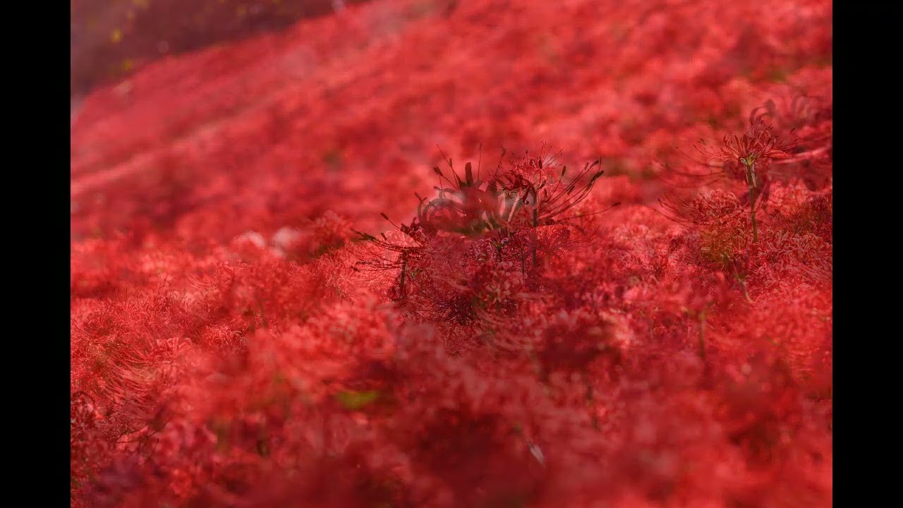 埼玉県幸手市　権現堂公園　彼岸花（2025年10月2日）