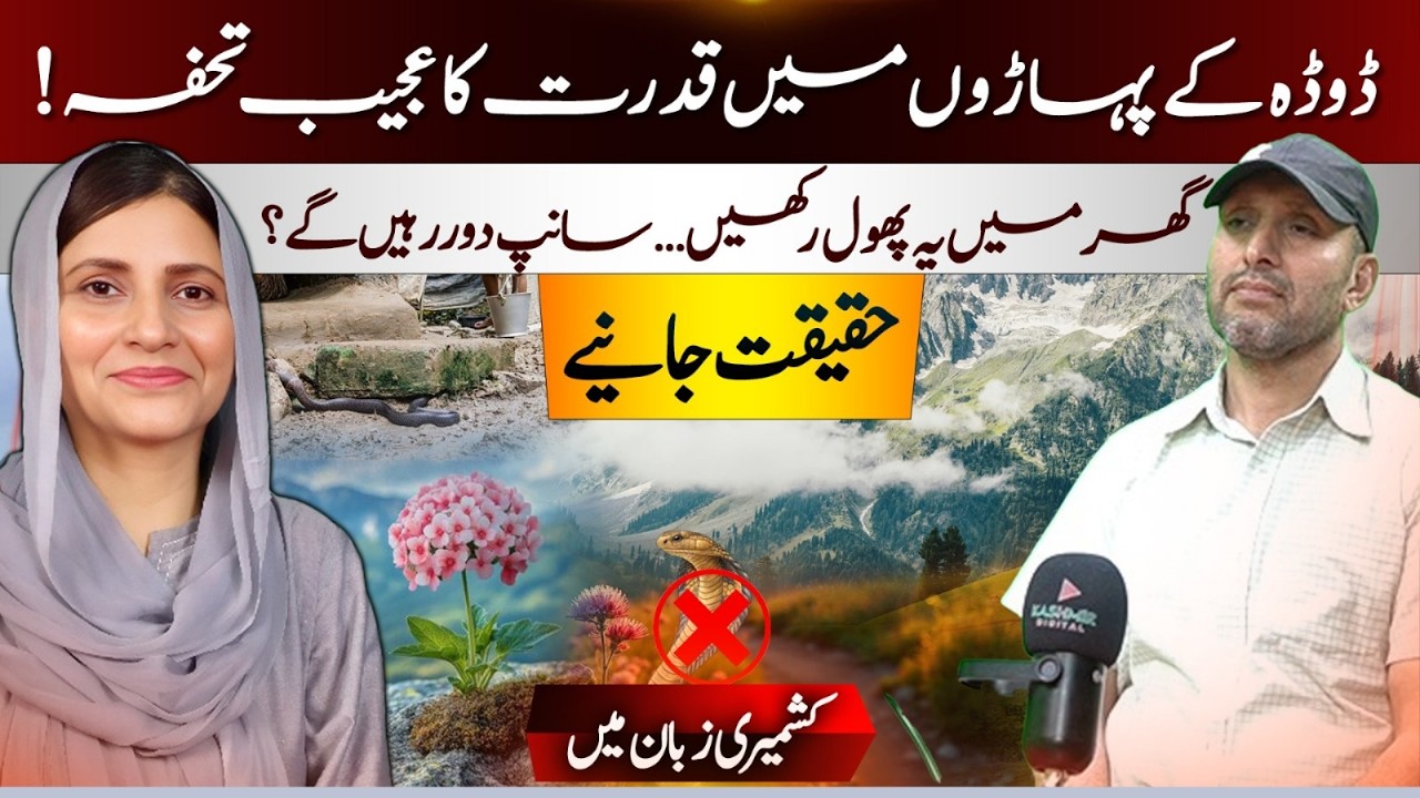 The Snake-Repelling Flower Found in Doda Mountains | Myth or Reality? | Kashmir Digital