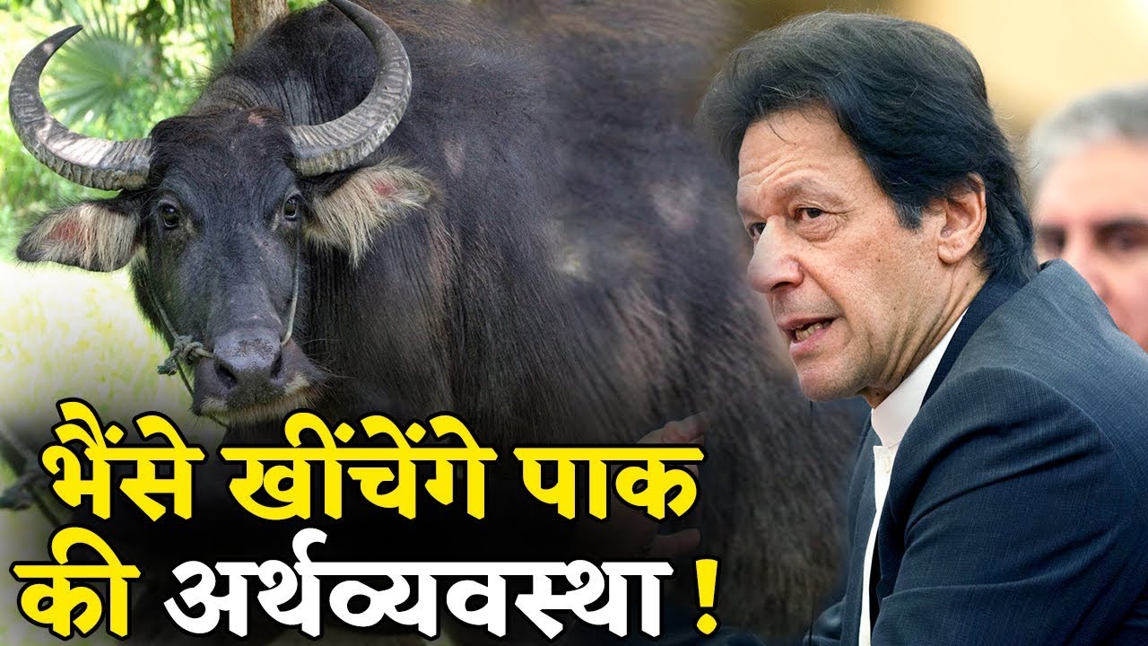 गरीब' Pakistan की Economy अब भैंसों के भरोसे ! - YouTube