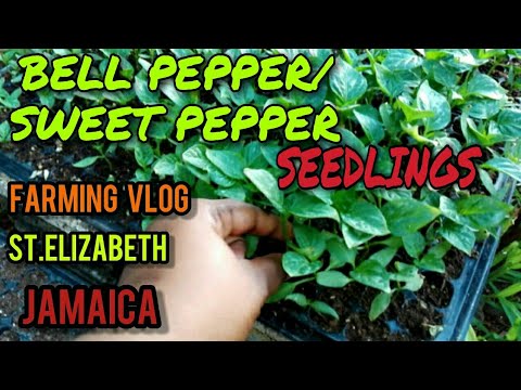 MY SWEET PEPPER/BELL PEPPER NURSERY IN  JAMAICA | RURAL LIFE IN JAMAICA | GOATS, YAM COUNTRY LIFE