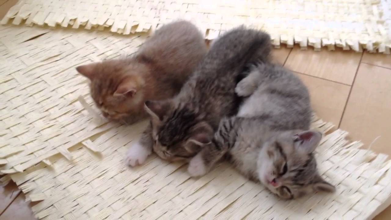 猫 かわいい イラスト Kittens nestling up 寄り添う仔猫3兄弟