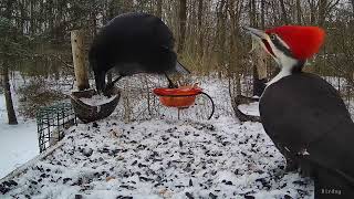 Pileated Woodpecker and Crow again!