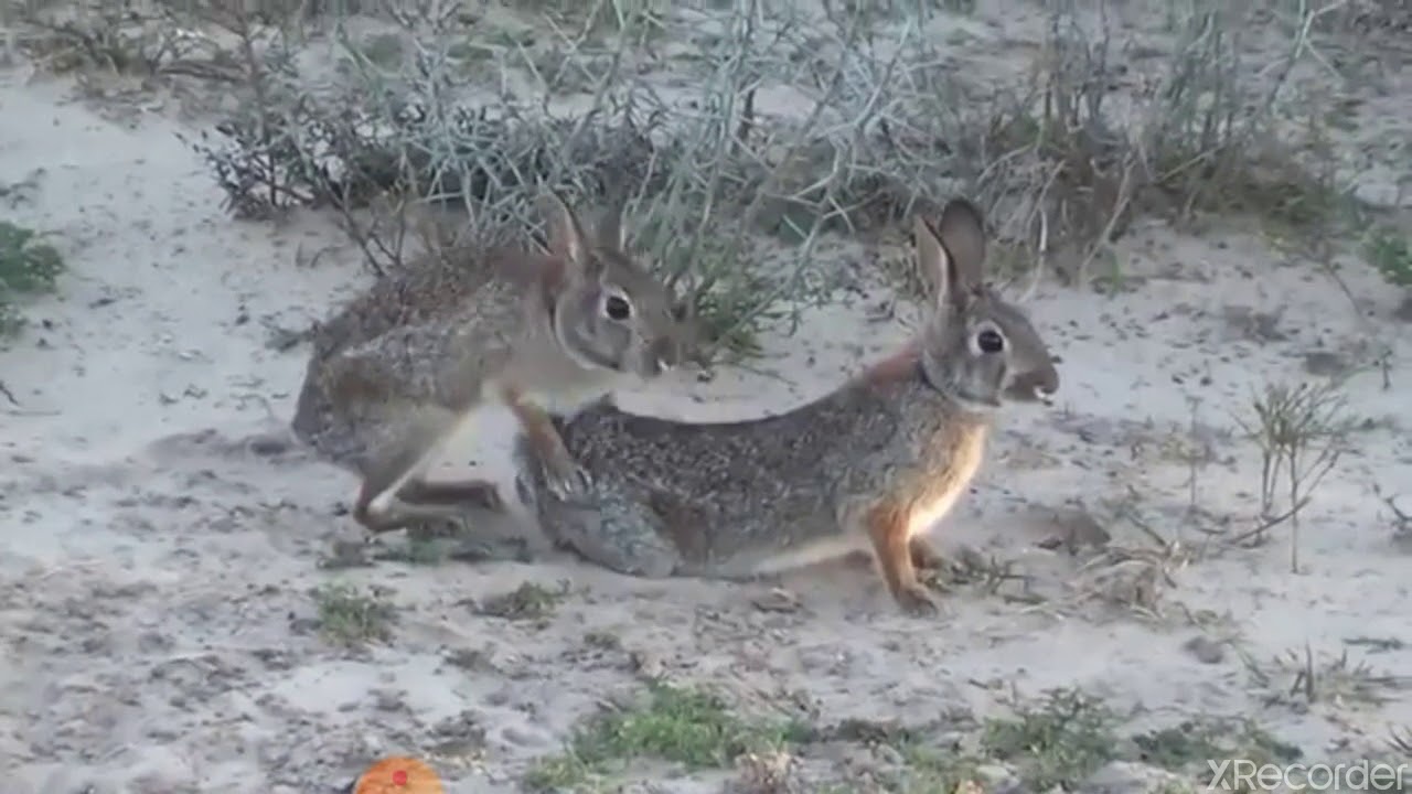 female rabbit in heat