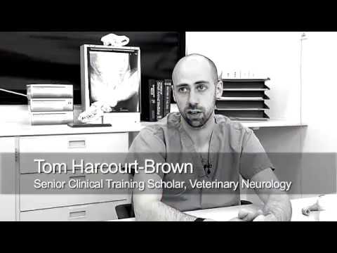 Video: Neuro Challenge - Daily Vet