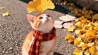 PlaylistㅣCalm Autumn Playlist 🍁 I wish every day was like this weather screenshot 5