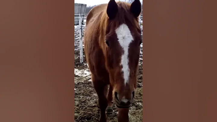 Larry the horse