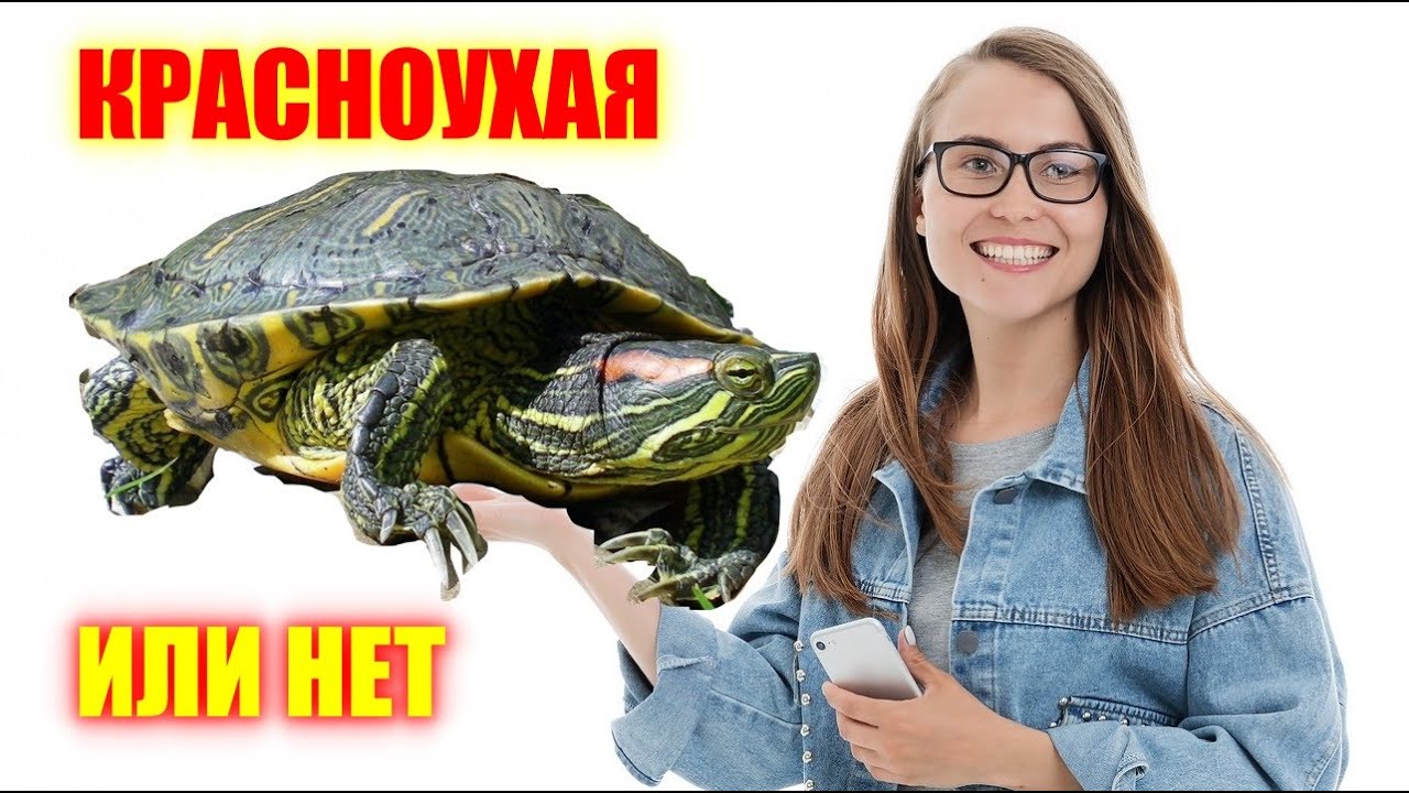 Красноухая черепаха. Уход, содержание, чем кормить и совместимость
