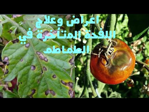 فيديو: كيف تعالج اللفحة الطماطم؟