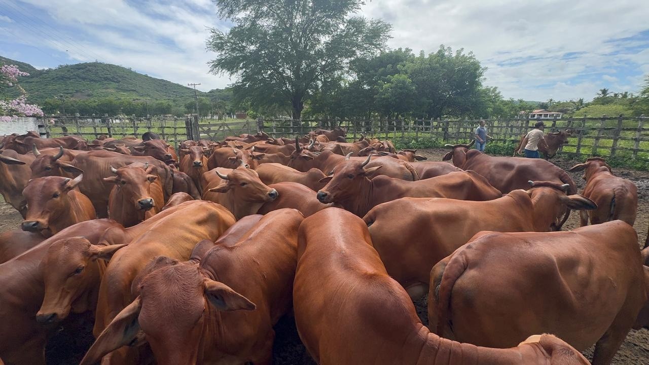 NOSSO REBANHO DA RAÇA SINDI NO CURRAL