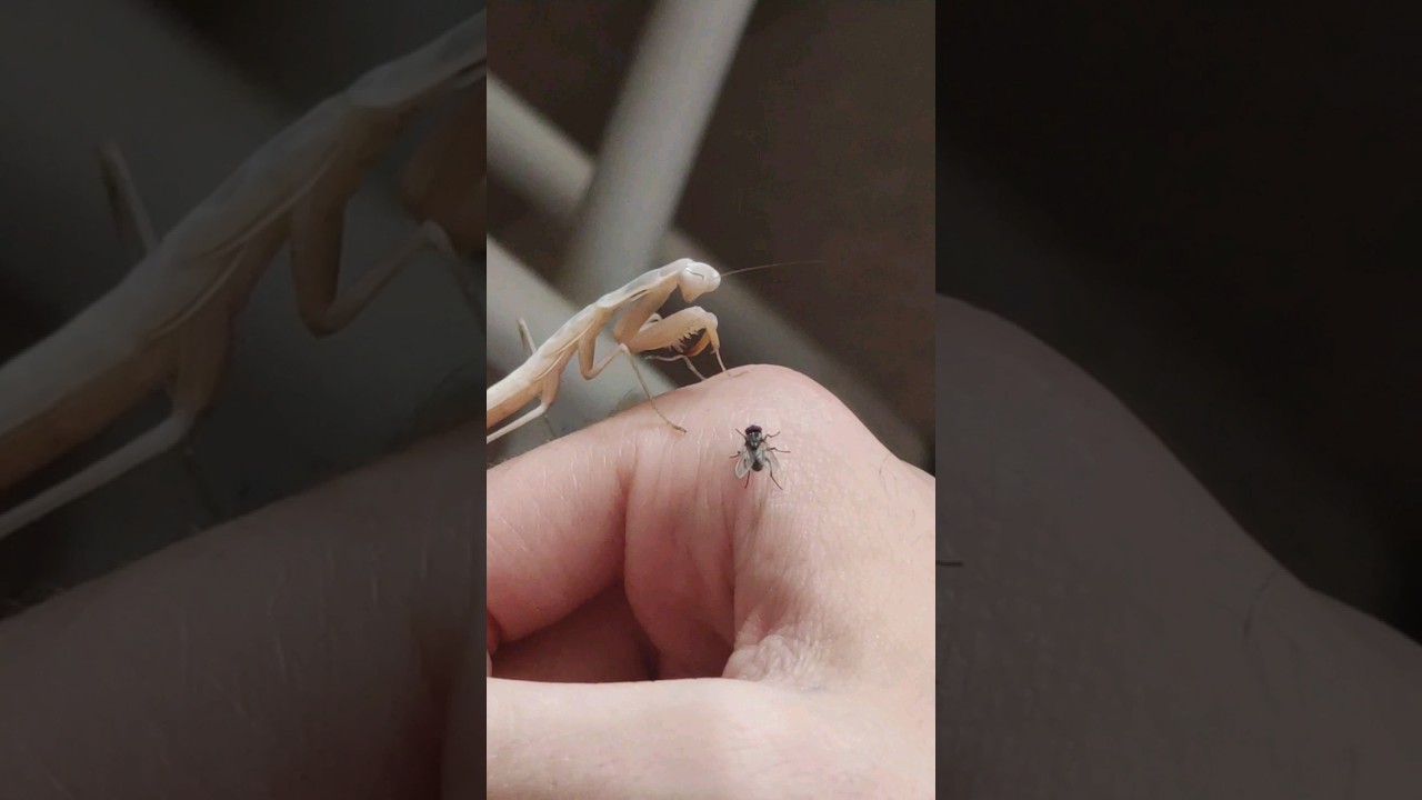 Mi Mantis religiosa mascota #mantis #insectos #animales #viral #historias