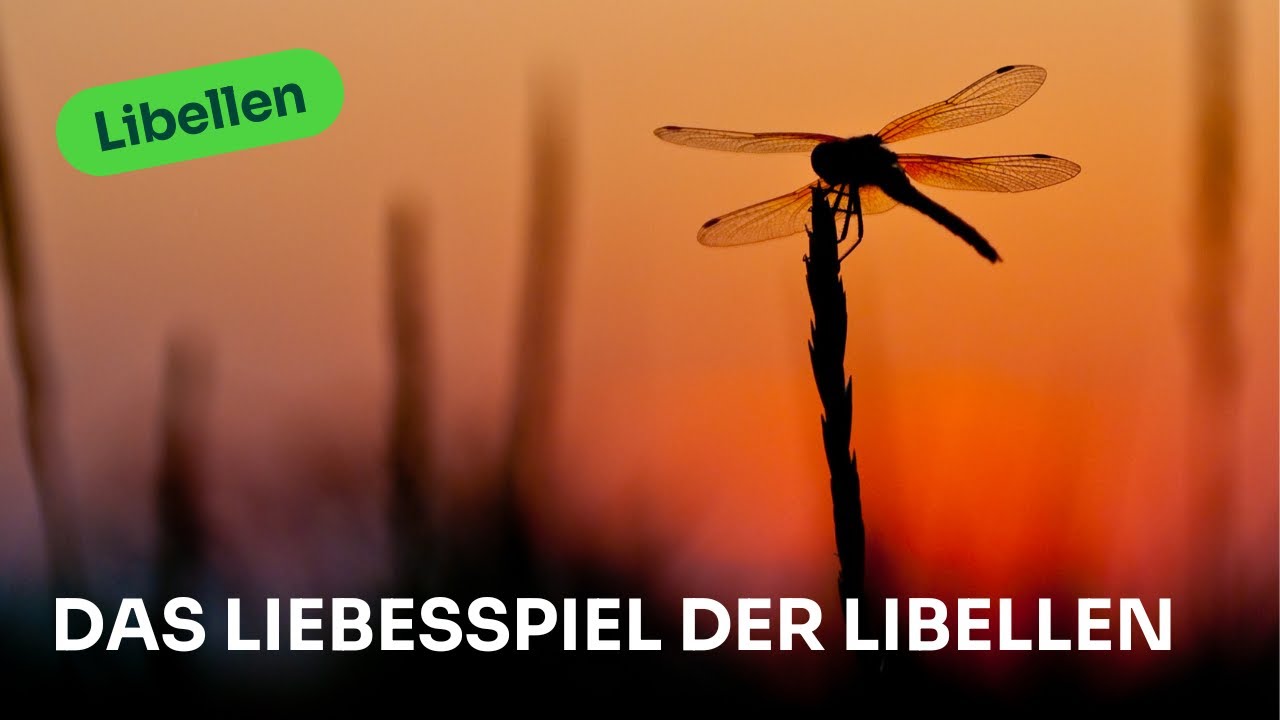 Das Liebesspiel der Libellen