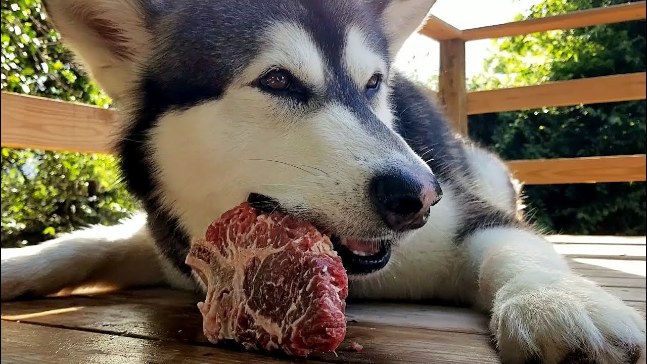K9 Mukbang Malamute Eats Raw Bone In Ribeye Steak Asmr You K9 Mukbang Malamute Eats Raw Bone In