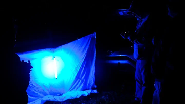 Insects of the Night: Live Stream with Naturalist ...