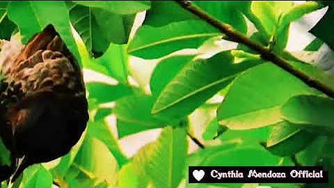 Bird (Maya) Eating Guava |Cynthia Mendoza Official