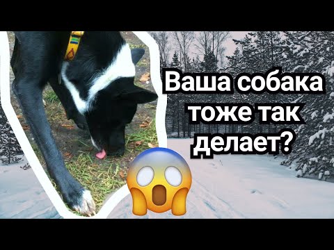 СОБАКА ЛИЖЕТ МЕТКИ, нужно ли отучать? ПОЛОВОЕ ПОВЕДЕНИЕ КОБЕЛЯ | ЩЕНОК ЛИЖЕТ ЗЕМЛЮ И ТРАВУ