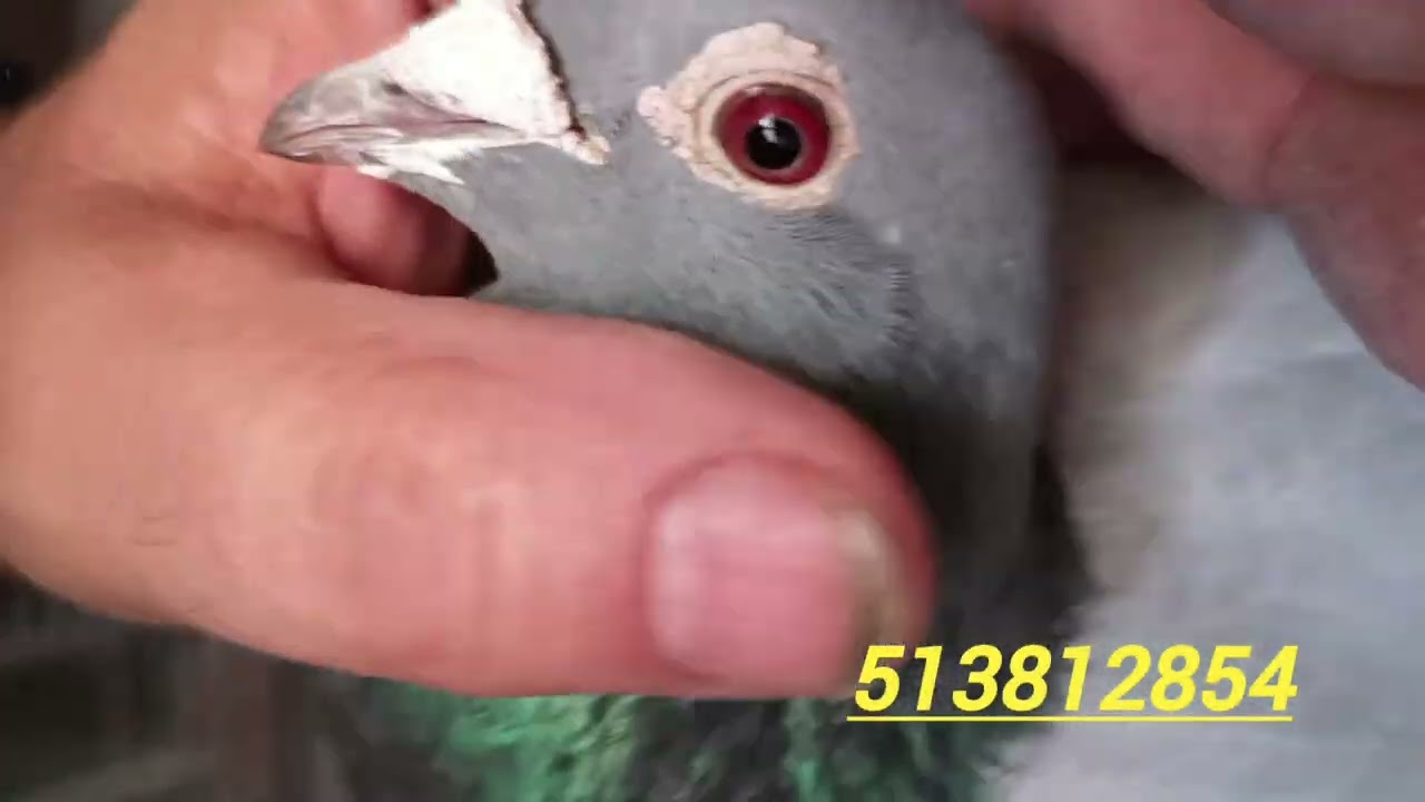 Odwiedziny u mistrza Okręgu Śląsk-Południe, rozpłodowe Bak17, Pałka, Wiosna, Rude...