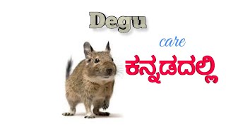 Degu care in Kannada | ಡೇಗು ಕಾಳಜಿ ಕನ್ನಡದಲ್ಲಿ.