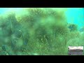 Nemo Livestream From The Lembeh Strait Indonesia Nemo Livestream From The Lembeh Strait Indonesia