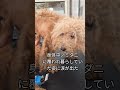 劣悪な繁殖場より保護