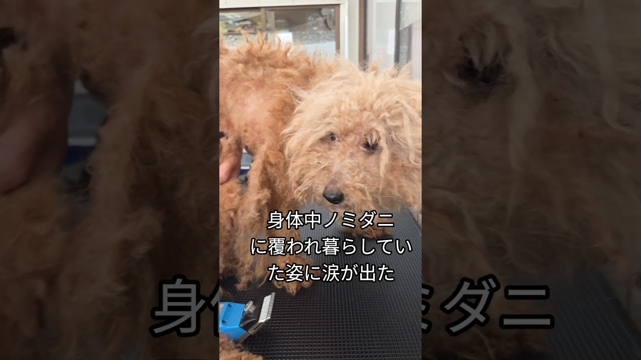 劣悪な繁殖場より保護