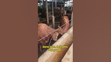 Sapi simental #shorts #sapi #sapisimental