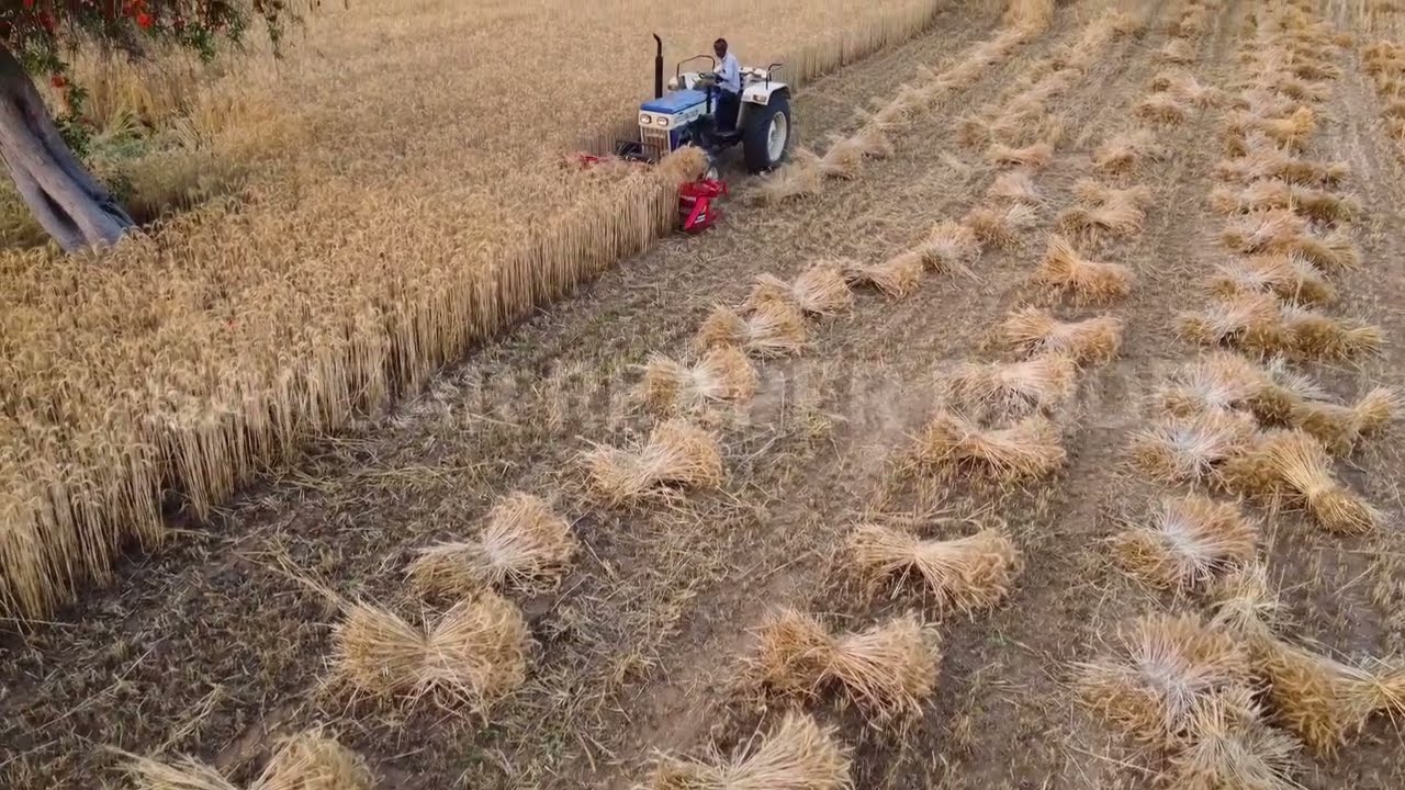 Sardar reaper binder machine - reaper binder machine working in wheat field 2026 @SARDARREAPERBINDER