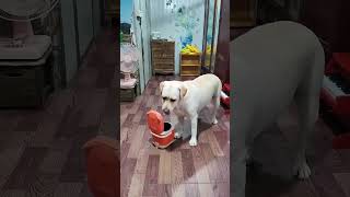 Labrador retriever tidies up the room and goes to bed😴 #dog #pets